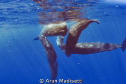 social sperm whales (taken under permit) by Arun Madisetti 